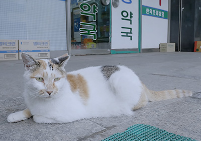 理大囲城